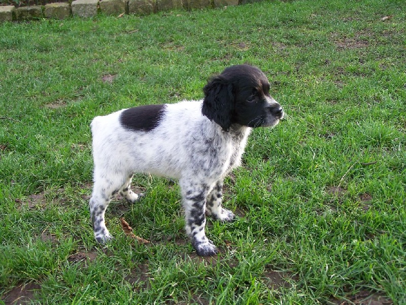 Chiots Plaine des Faitelles Fun Caline