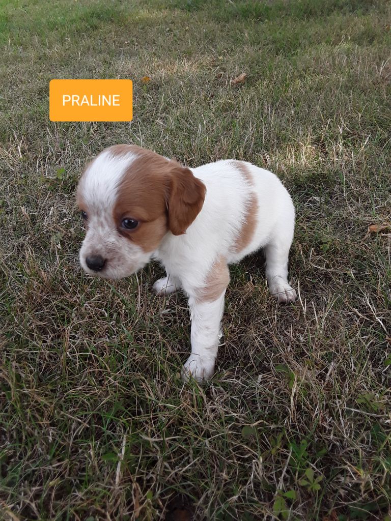 Chiots Plaine des Faitelles MALO/JADE 07/19
