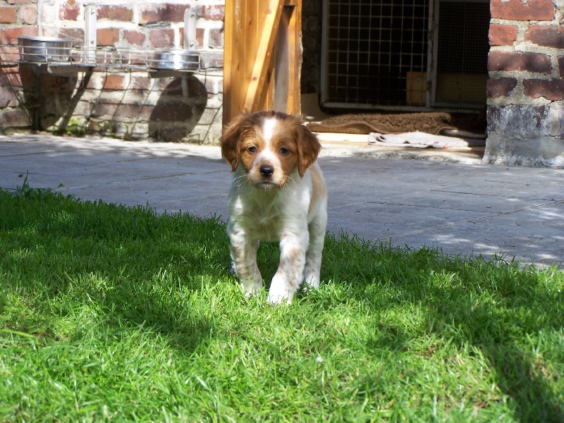 chiots plaine des Faitelles Asco et Caline