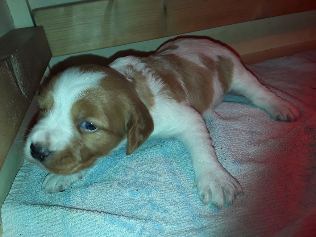 Chiots plaine des Faitelles MALO/JADE 12/2018