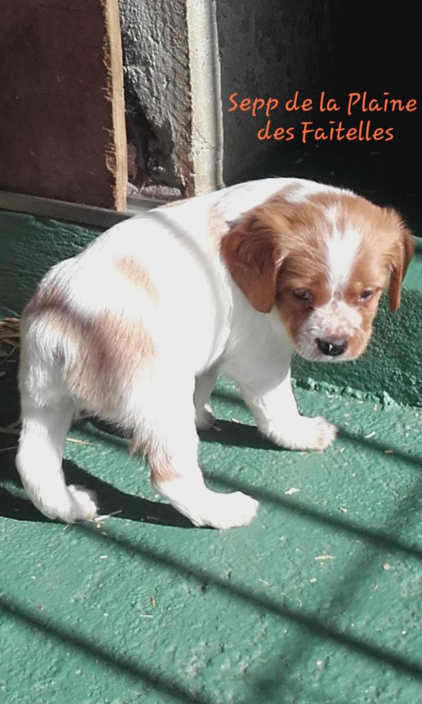 Chiots Plaine des Faitelles Malo Jade 03/2021