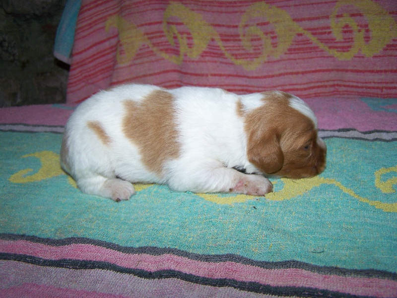 Plaine Des Faitelles - Epagneul Breton - Portée née le 17/11/2013