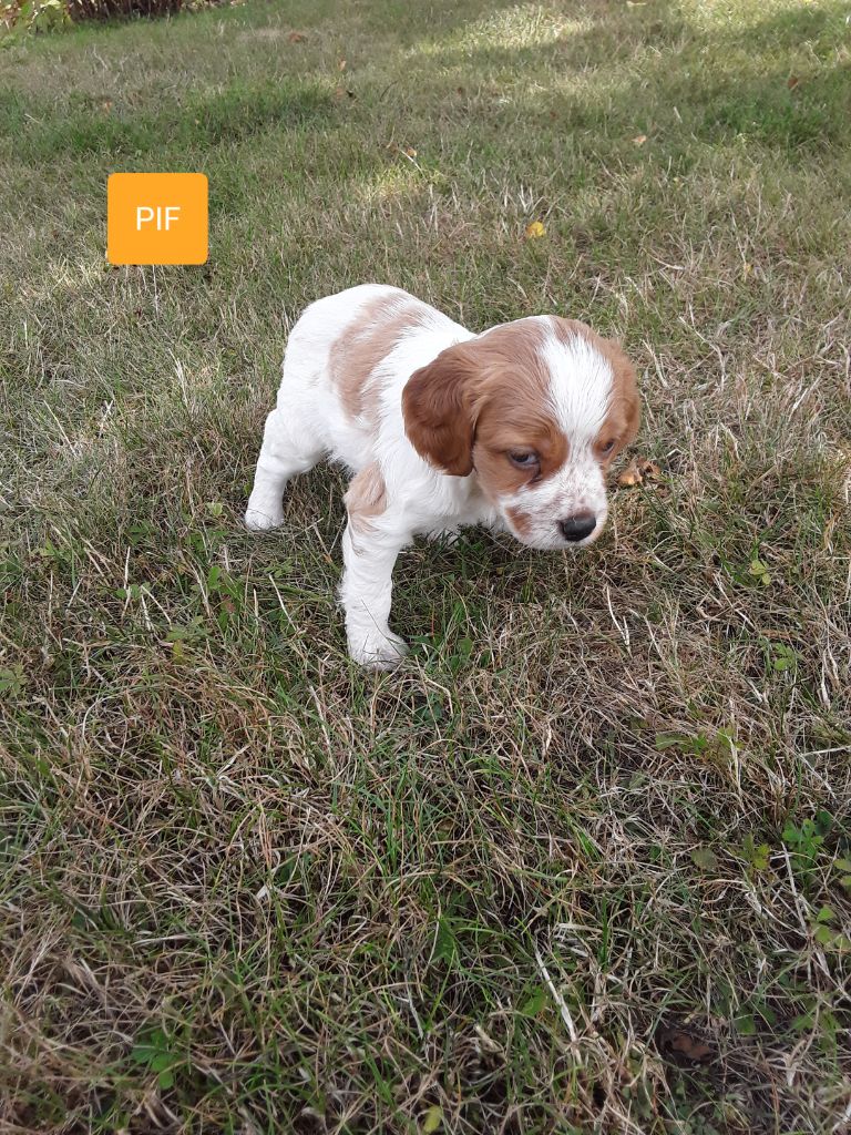 Plaine Des Faitelles - Epagneul Breton - Portée née le 27/07/2019